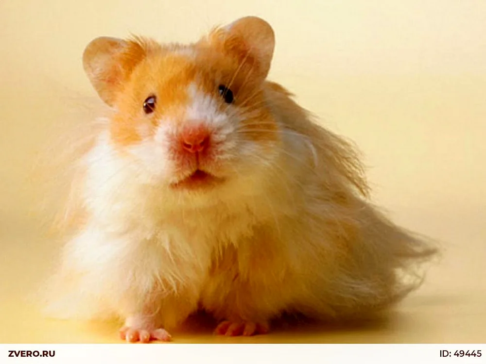 Syrian satin hamster