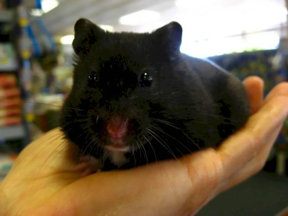 Syrian smooth-haired hamster black