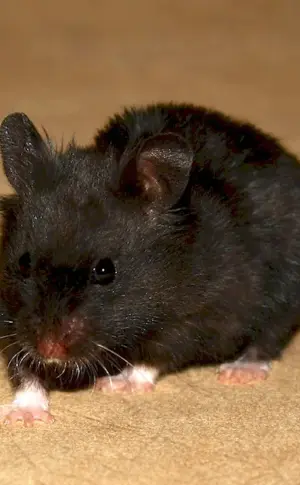 Syrian hamster black