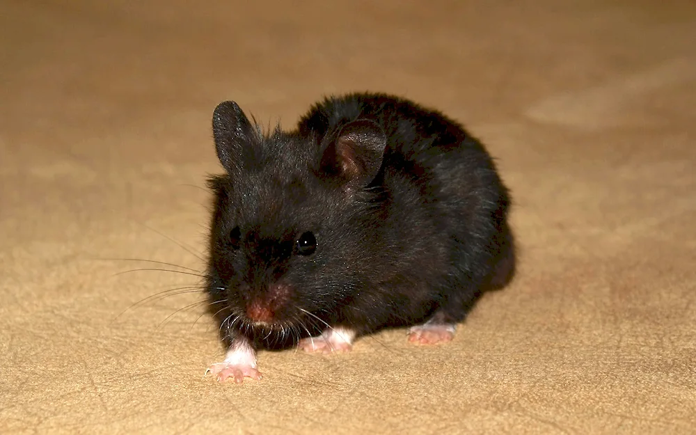 Syrian hamster black