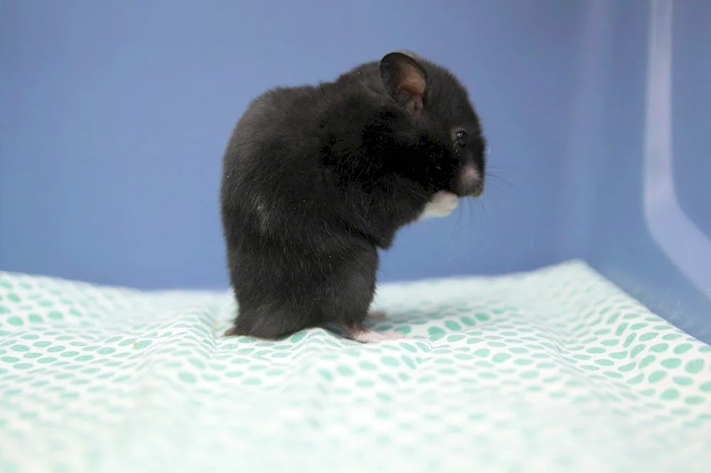 Syrian hamster black