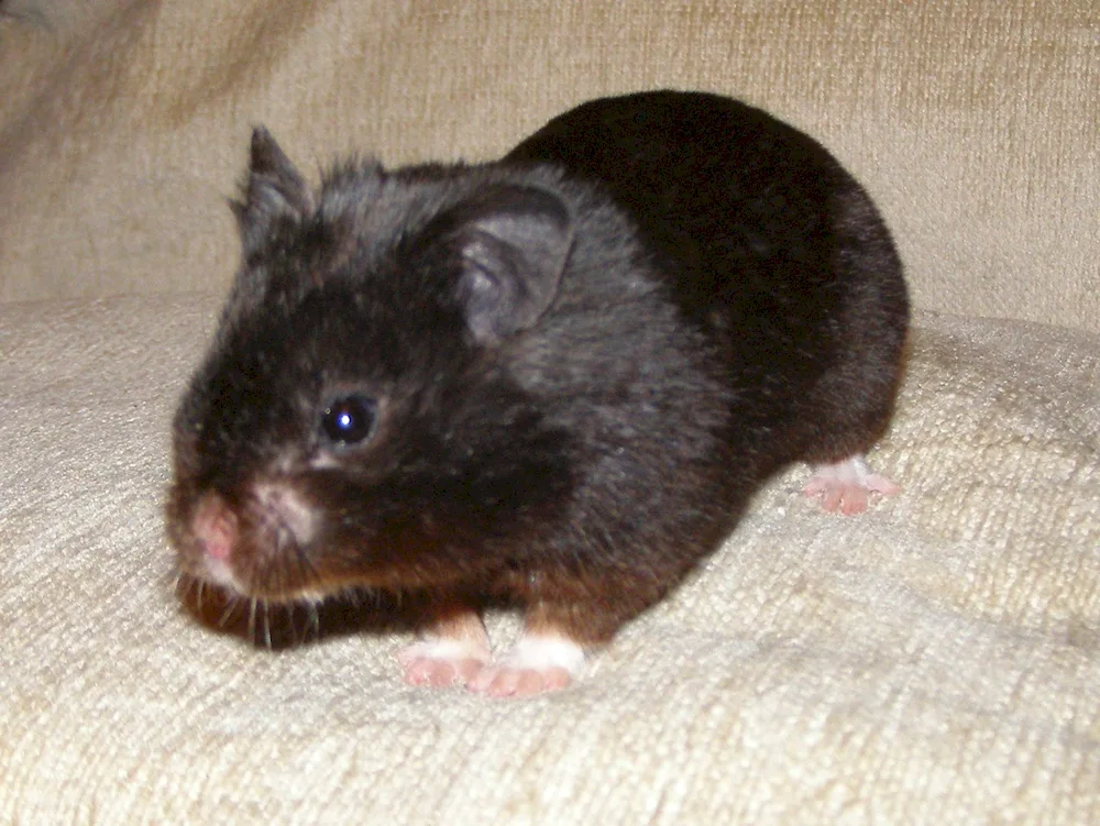 Syrian hamster black