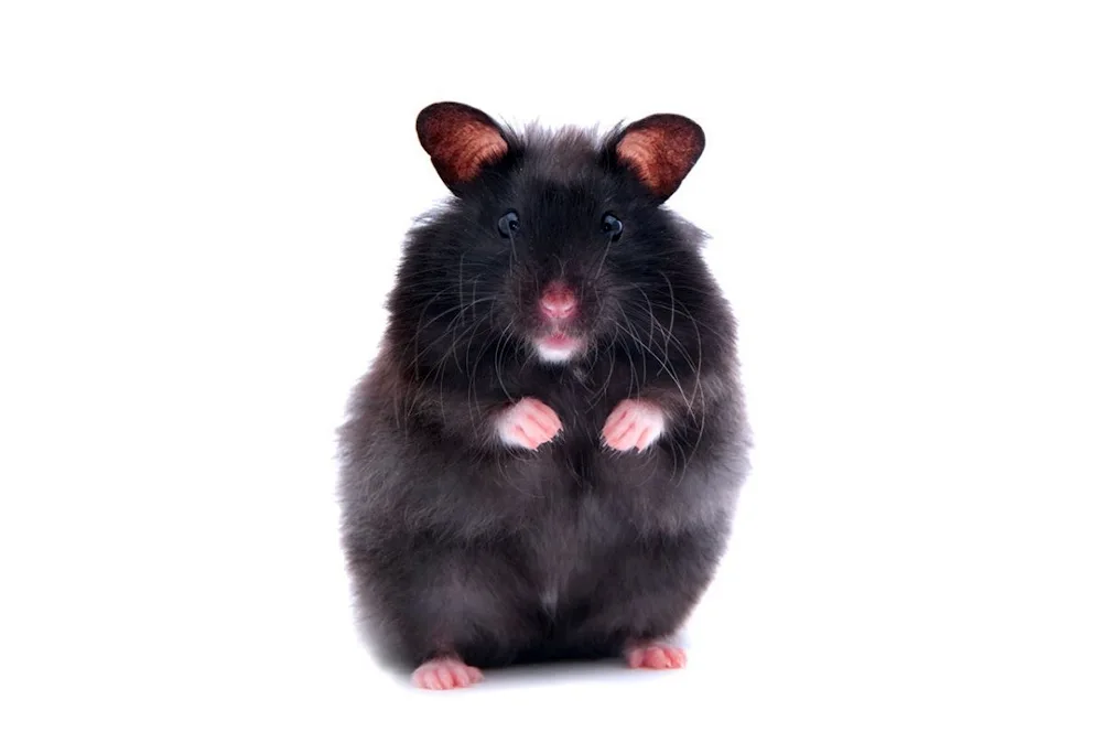 Syrian hamster black