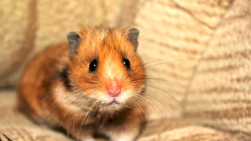 Syrian smooth-haired hamster