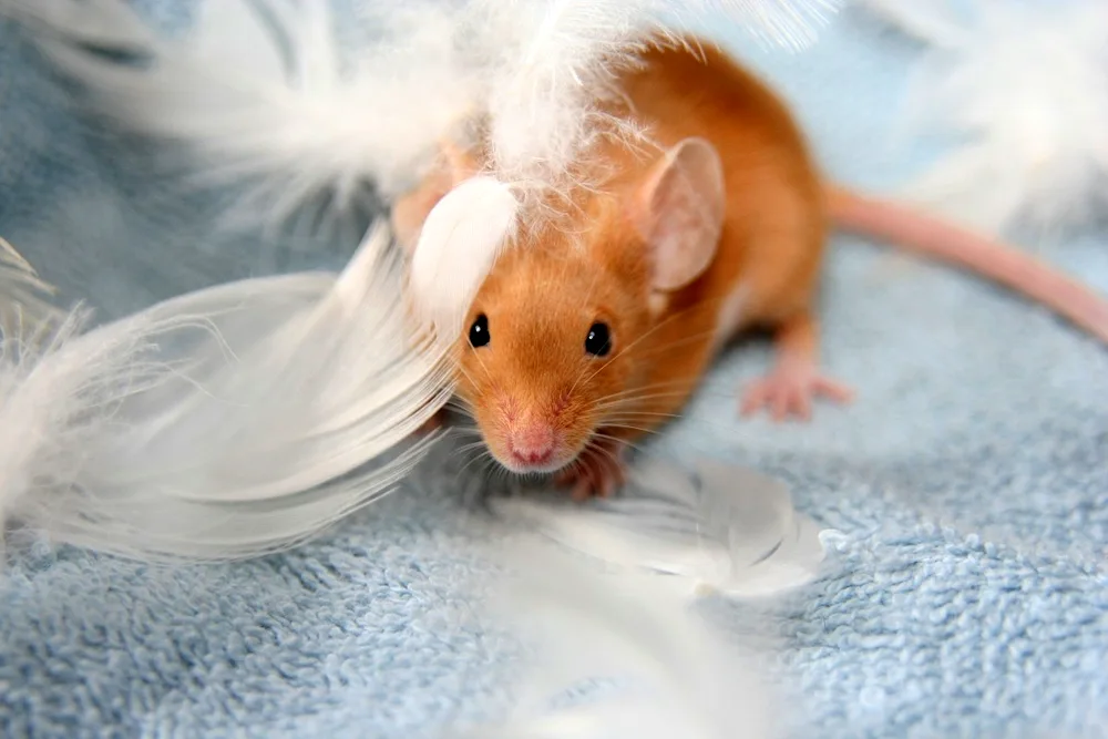 Funny mouse