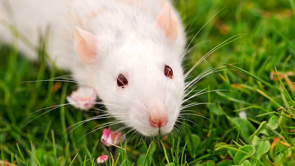 Syrian albino hamster