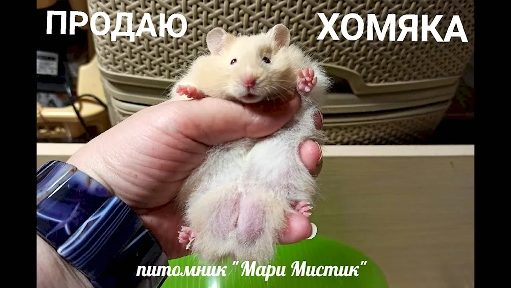 Hamster photo