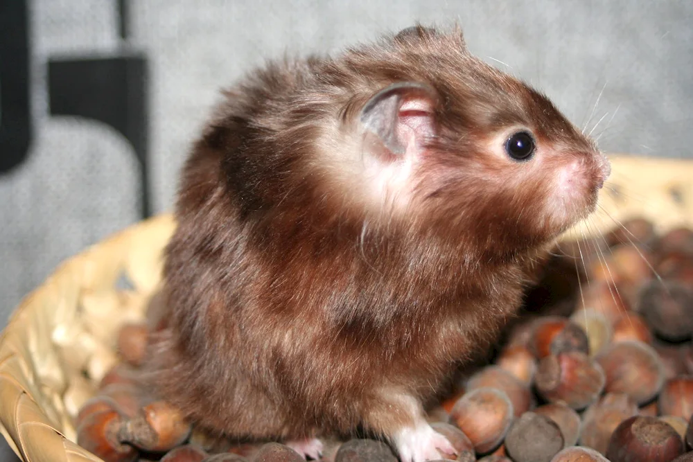 Syrian hamster