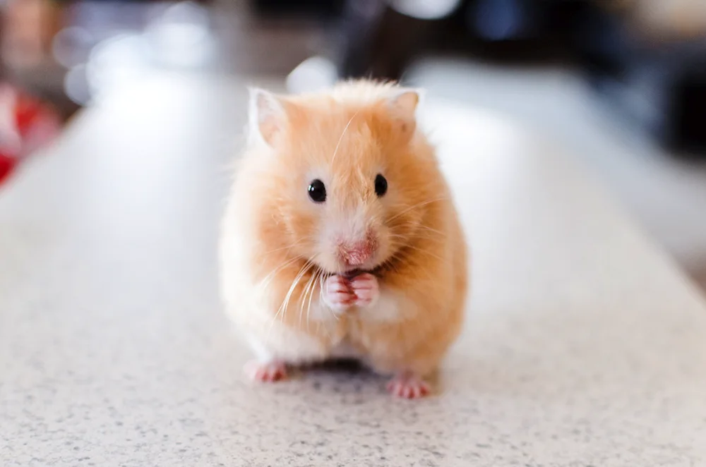 Jungar hamster