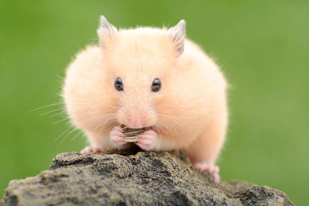 Syrian hamster Homa