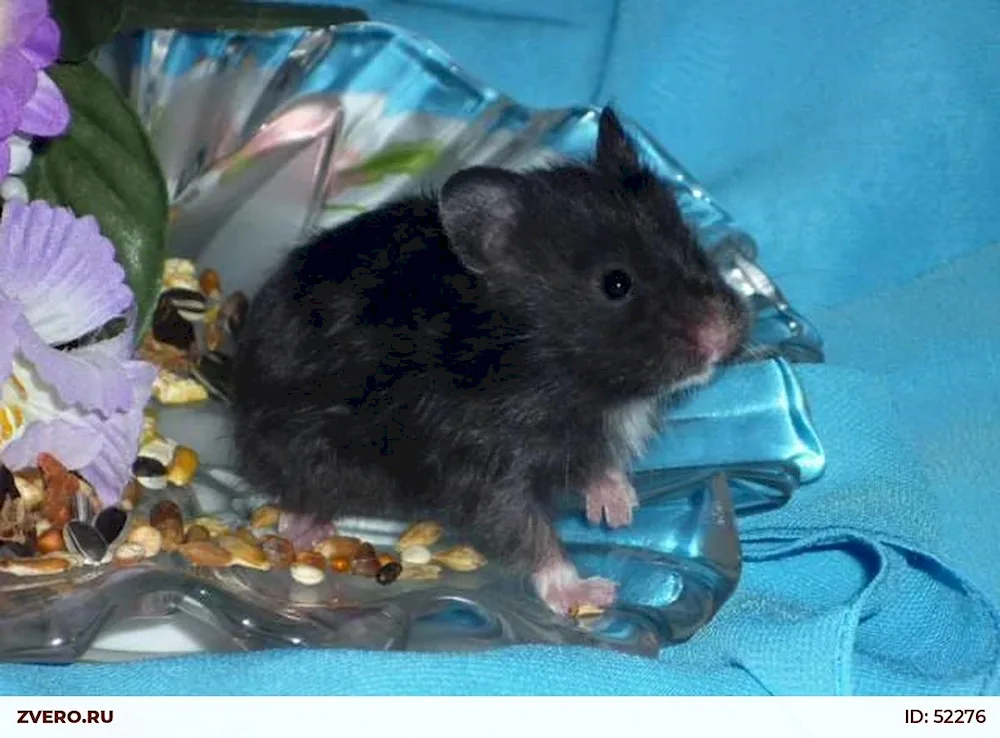 Syrian hamster colour black