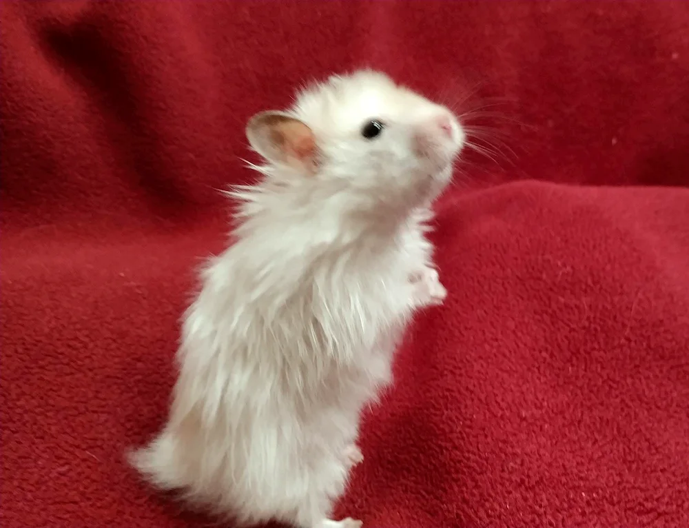 Syrian hamster smoky