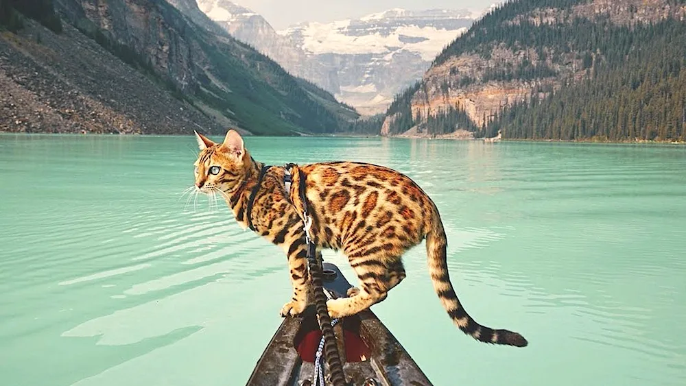 Bengal cat