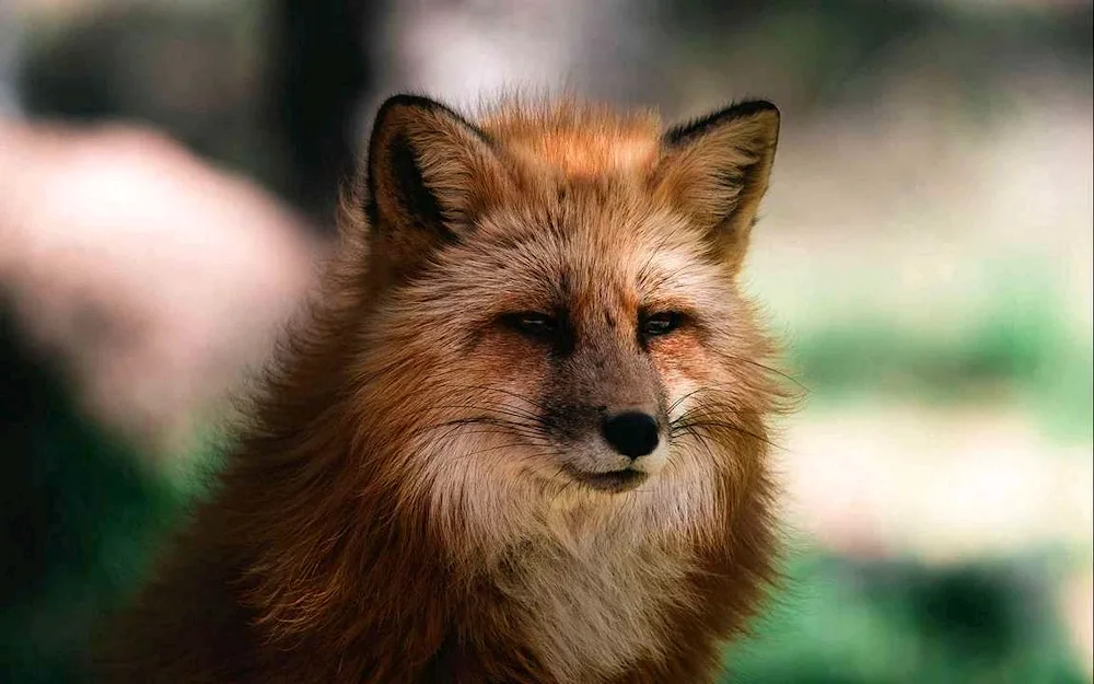 Blackmoor Fox