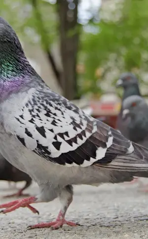 Siberian Crested Pigeon