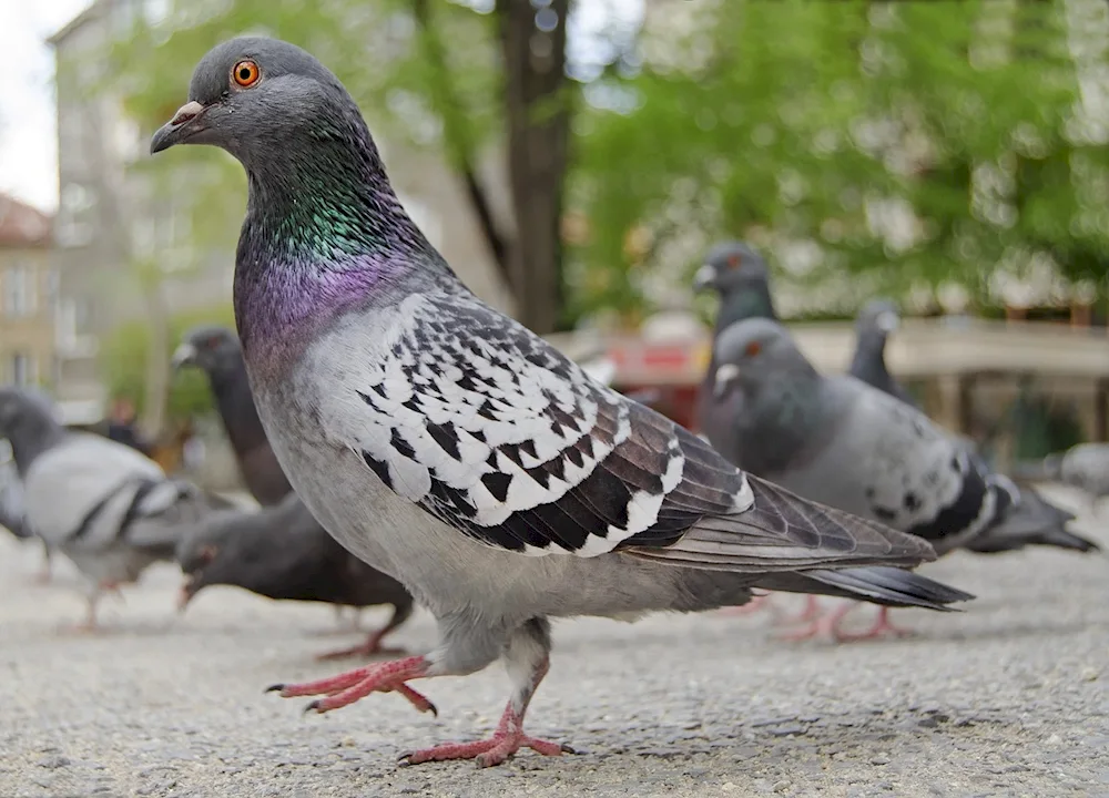 Siberian Crested Pigeon