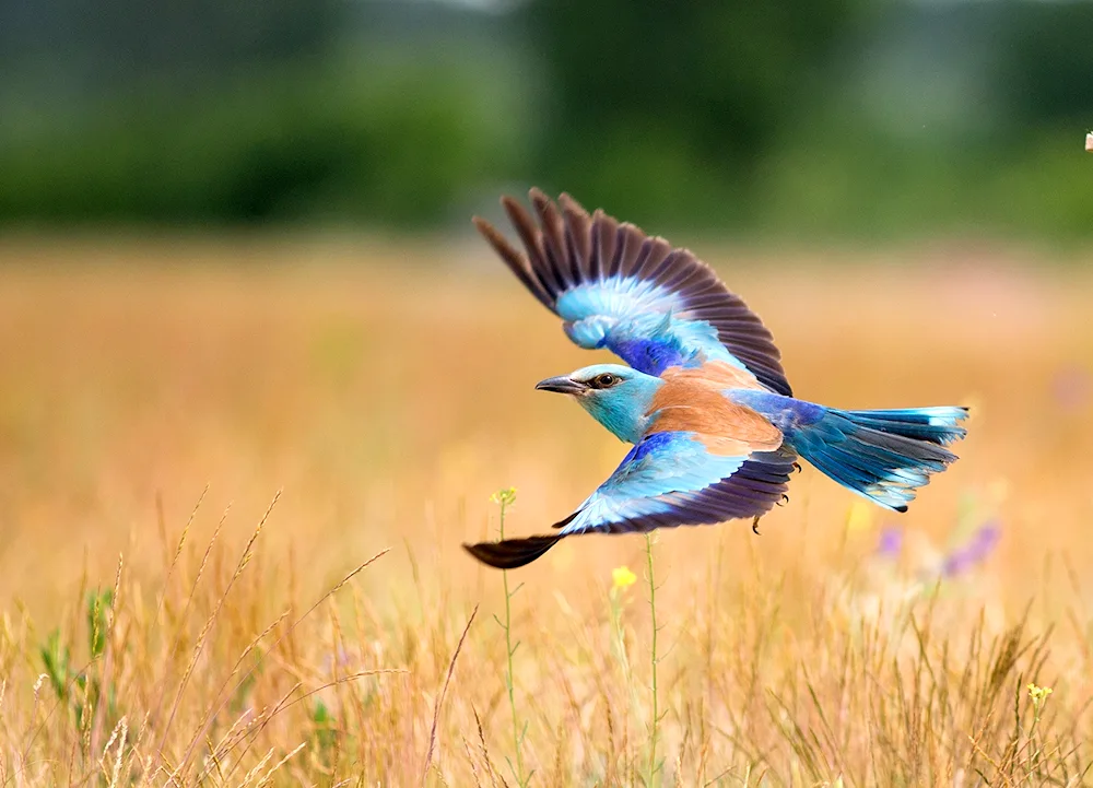 Blue bush jay