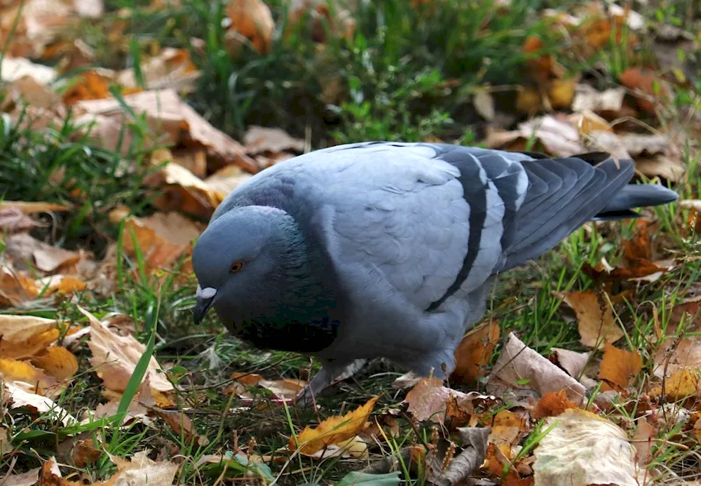 Roof pigeon