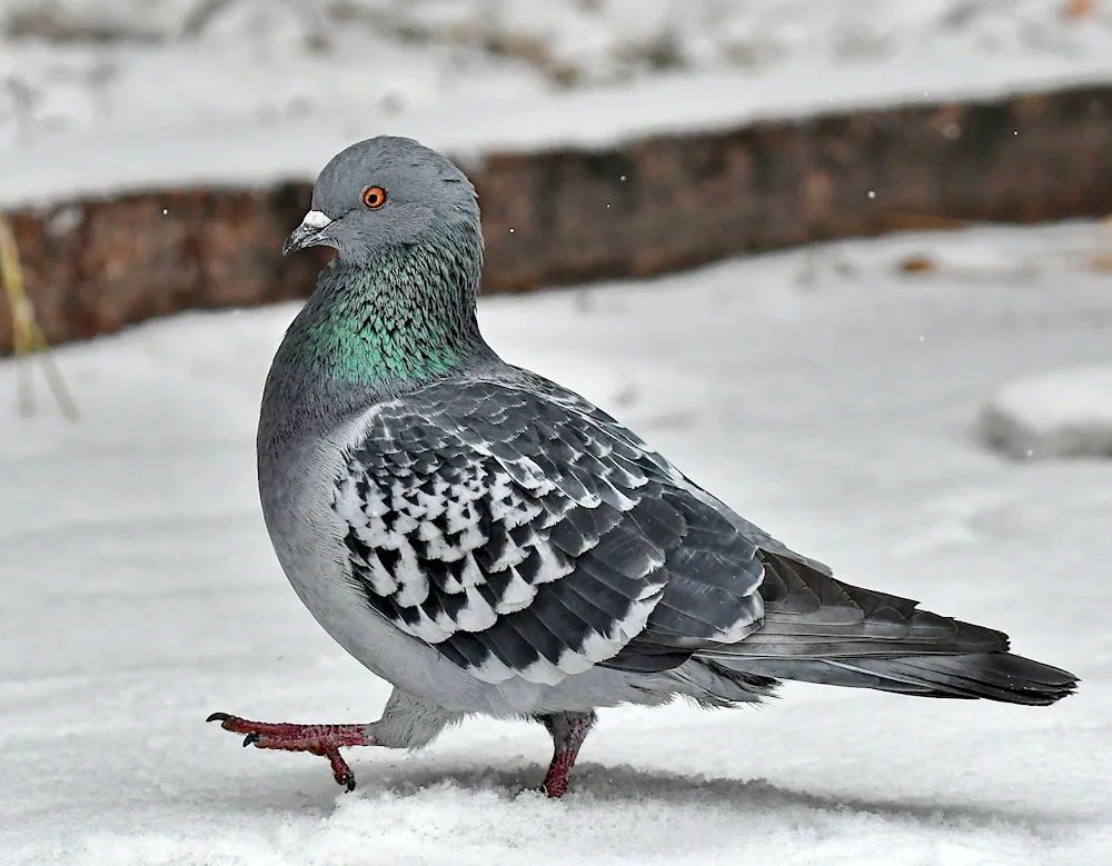 Anatolian Gull