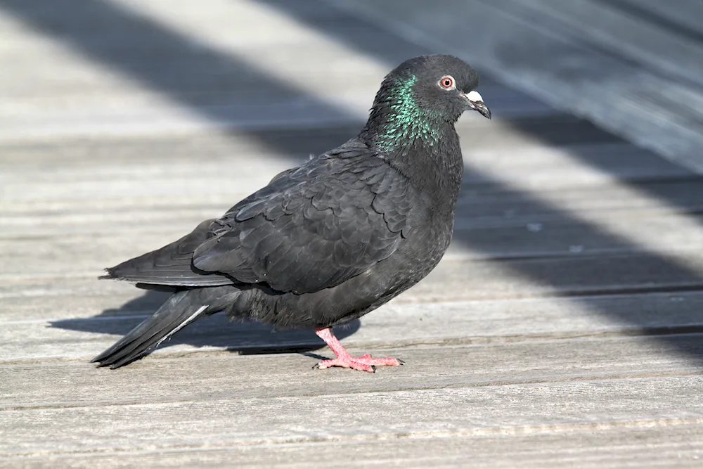 Black pigeon