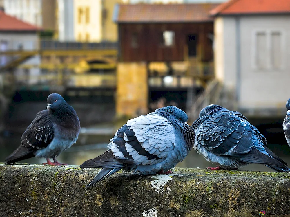 Birds in the park