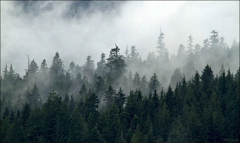 Foggy forest