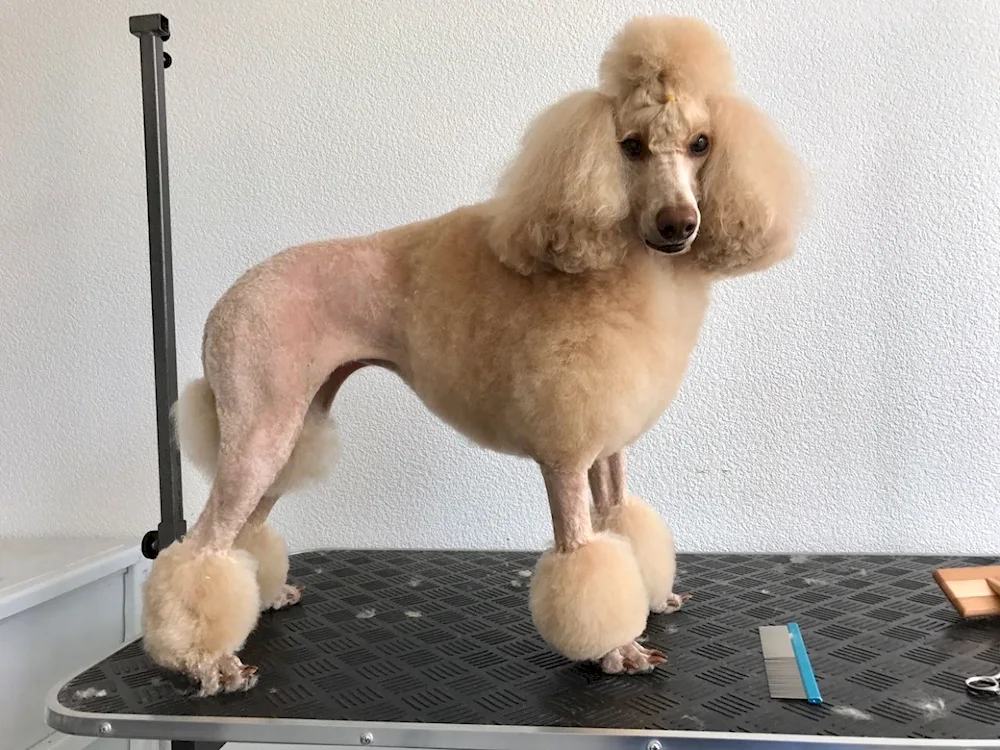 Scandinavian Lion poodle haircut