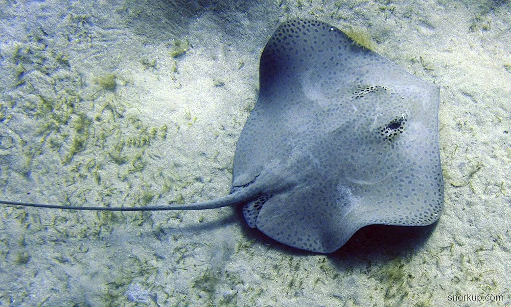 Ringback stingray