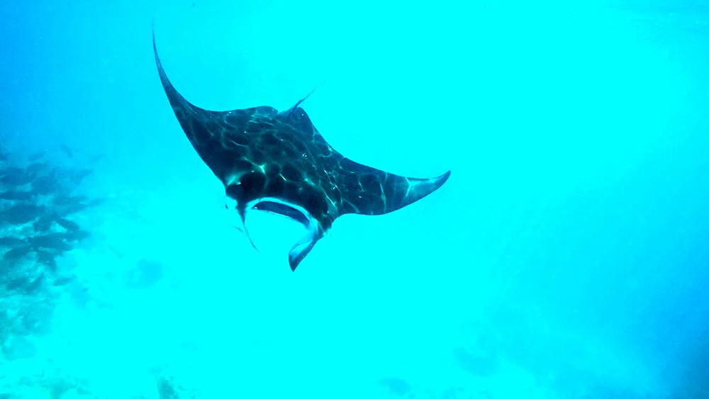 Skate manta