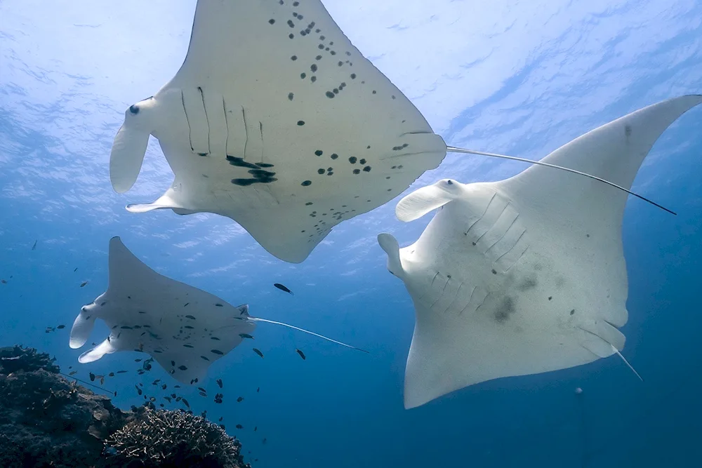 Manta Stingray