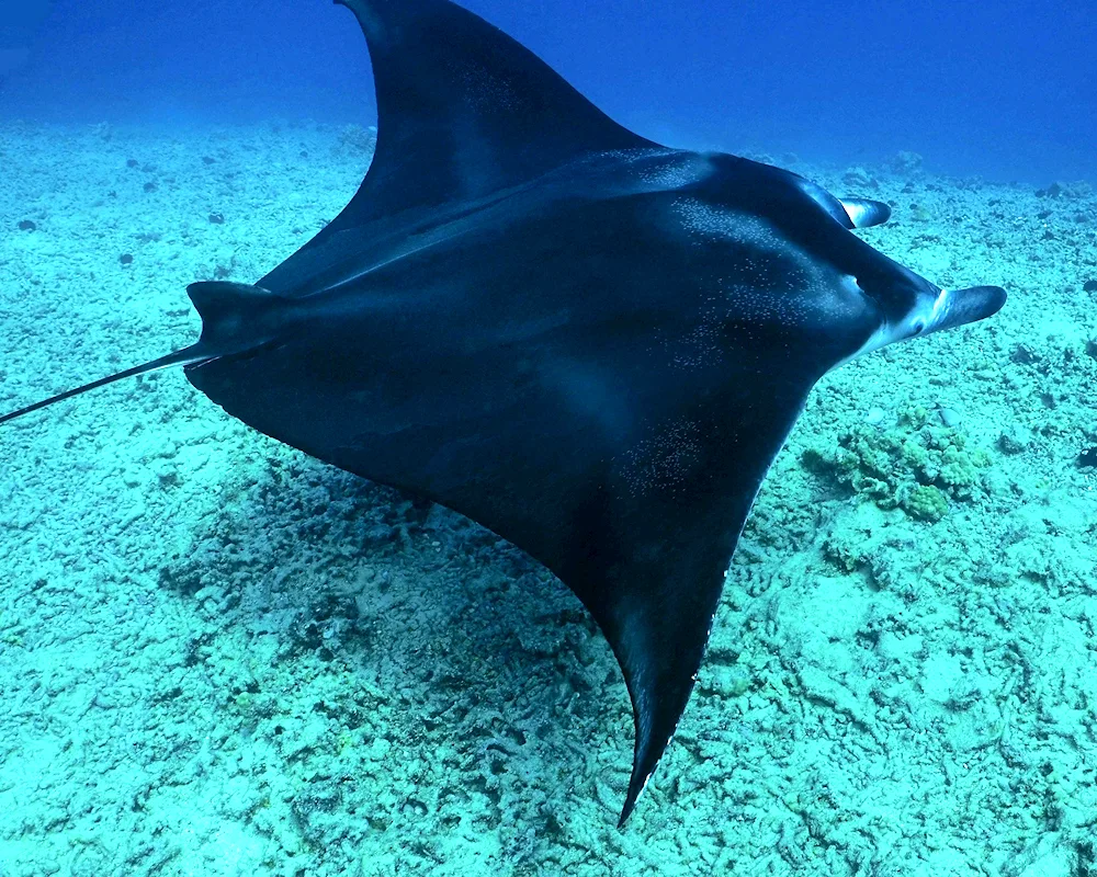 Spotted Sea Stingray