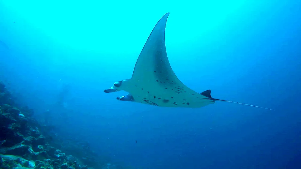 Skate eagleback