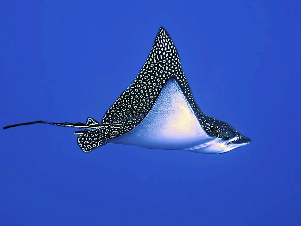 Sea Stingray from below