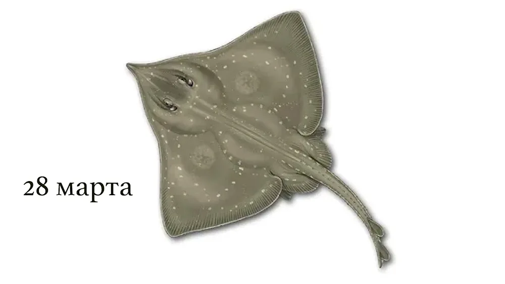 Sea Stingray