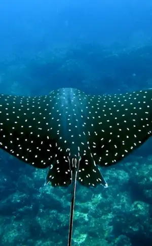Eagleback stingray