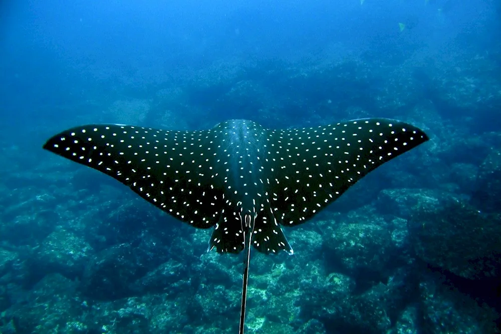 Eagleback stingray