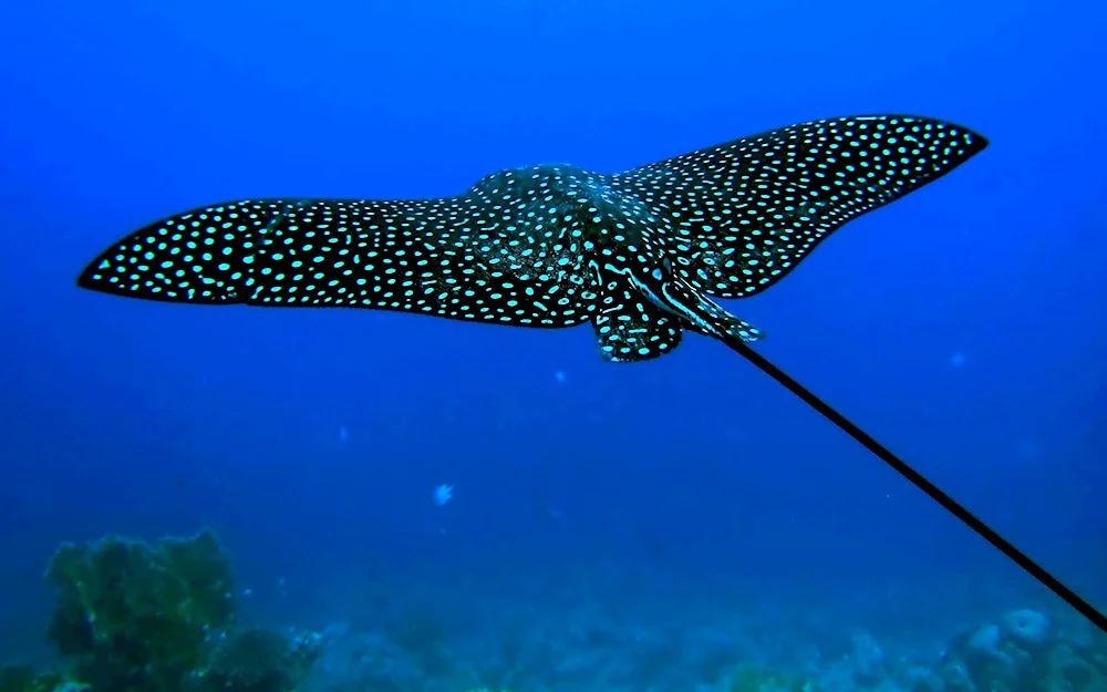 Skate eagleback spotted