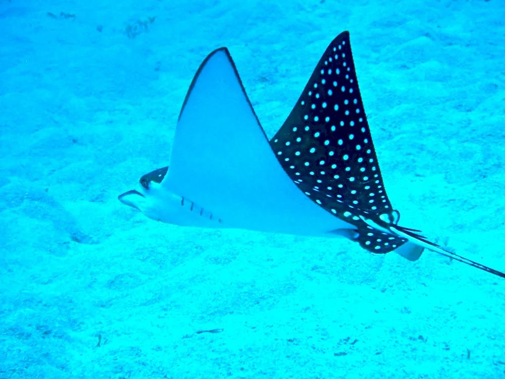 Spotted Sea Stingray