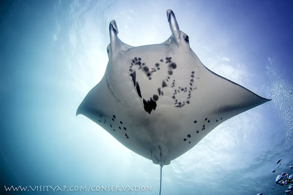 Spotted Sea Stingray