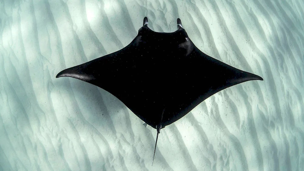 Skate horned manta