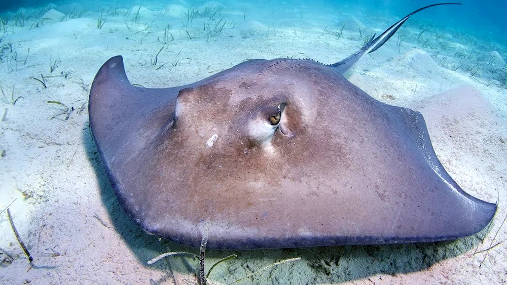 Skate tailed sea cat