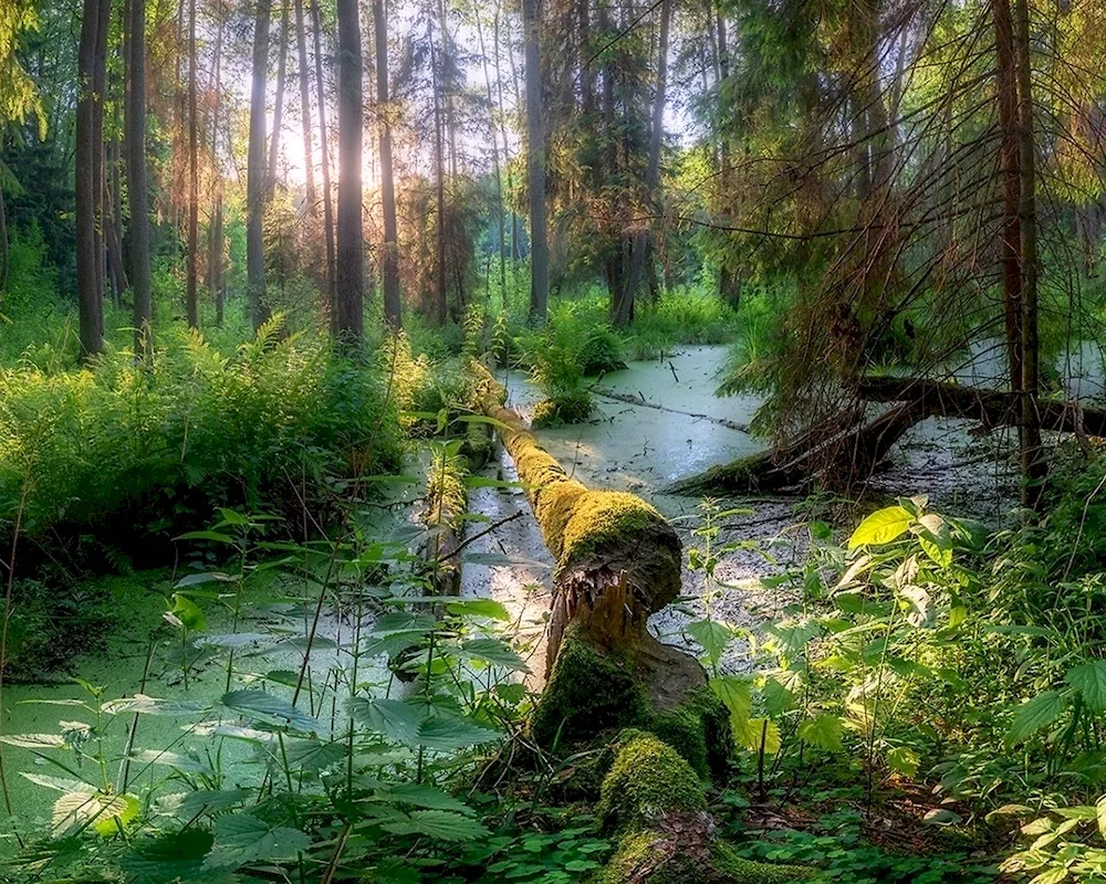 Fairytale Glade with a river