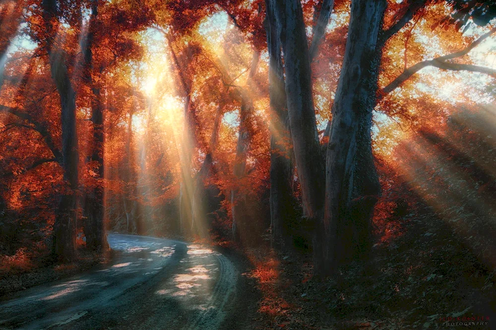 Fabulous autumn forest