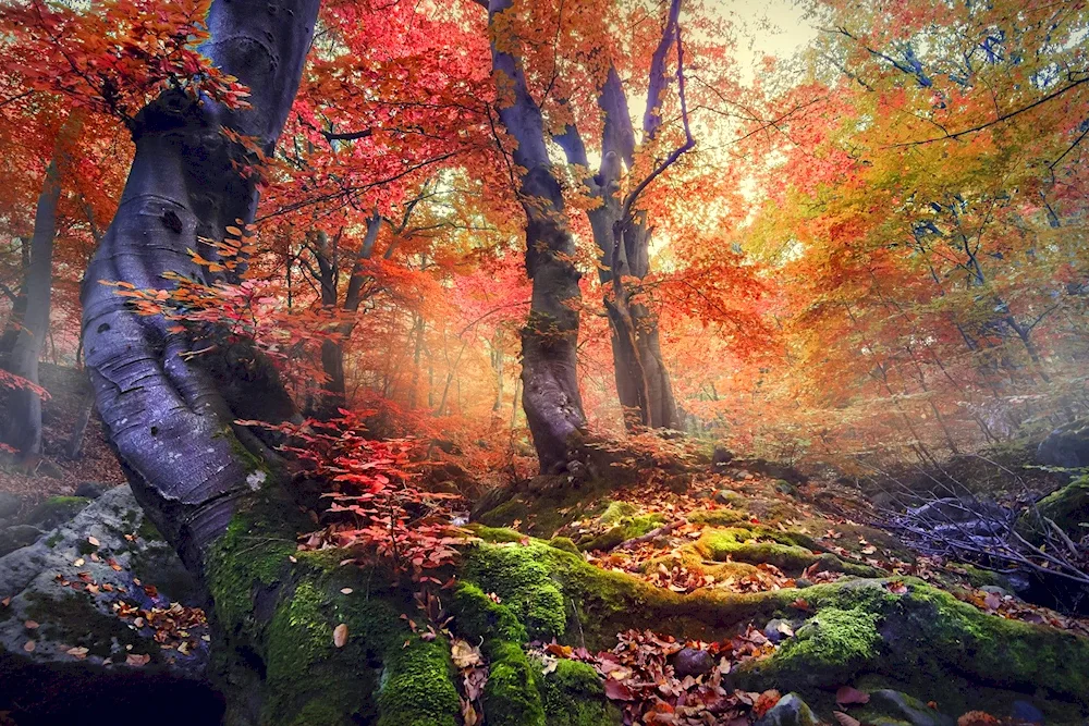 House in the autumn forest