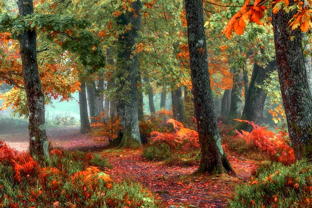 Fairytale Autumn Forest