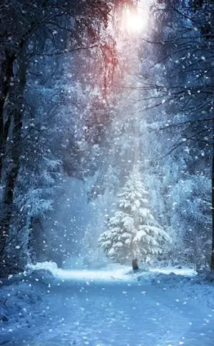 Fabulous winter forest