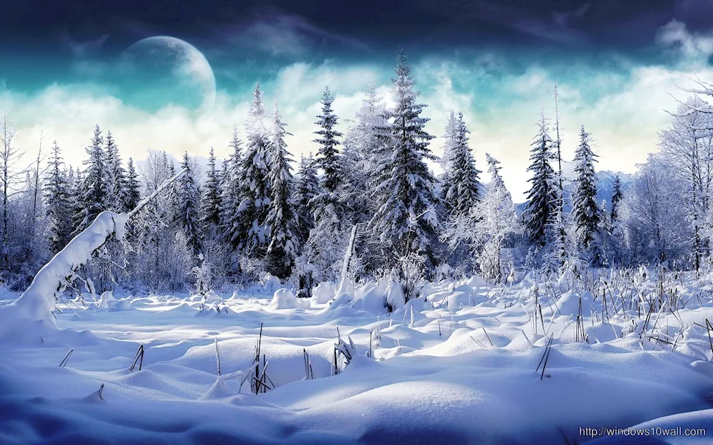 Fairytale winter forest