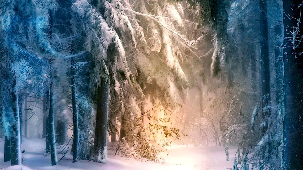 Fairytale winter forest