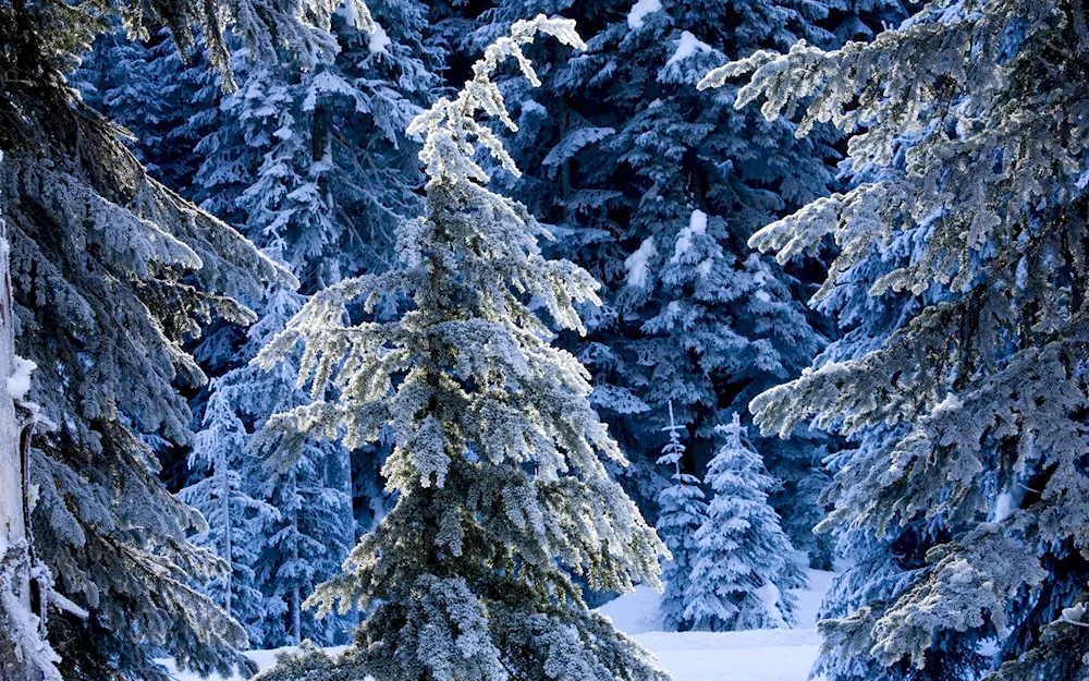 Fabulous winter forest