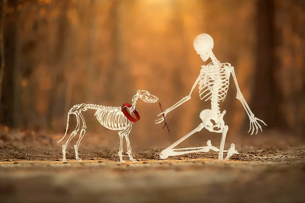 Skeleton of a cat